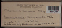Image Associated With the Occurence